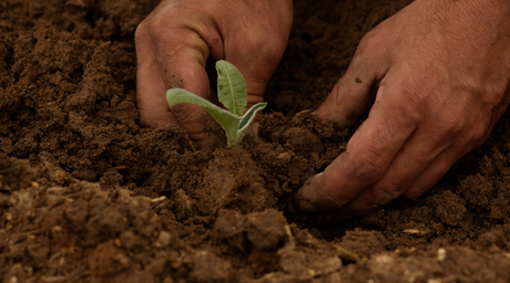 Regenerative & Biodynamic Farming: The Solution to PFAS Contamination and Soil Degradation