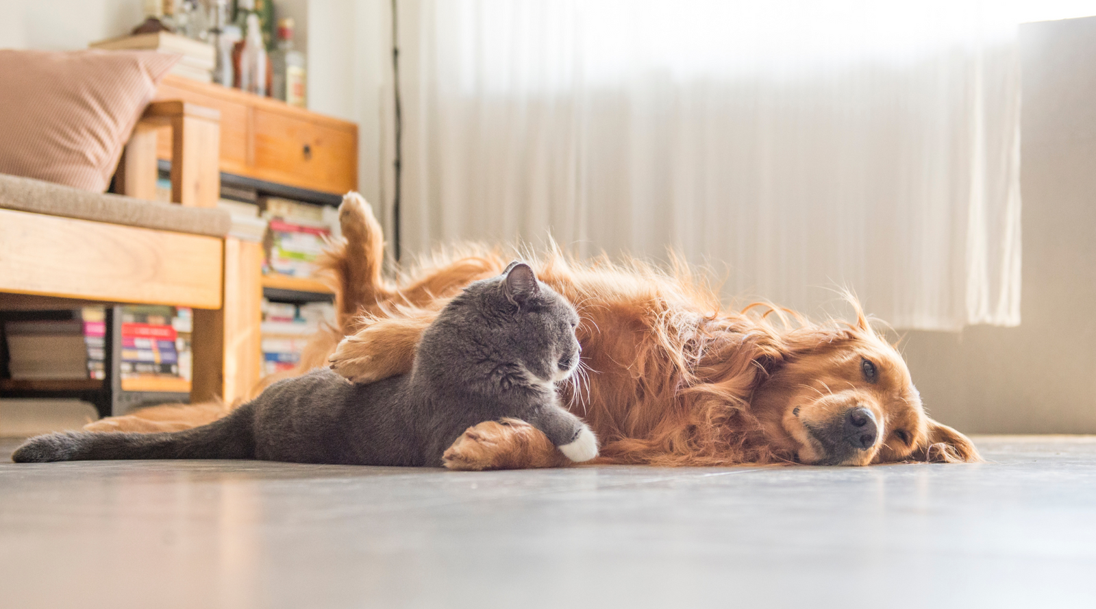 How to Spot Food Allergies in Cats and Dogs