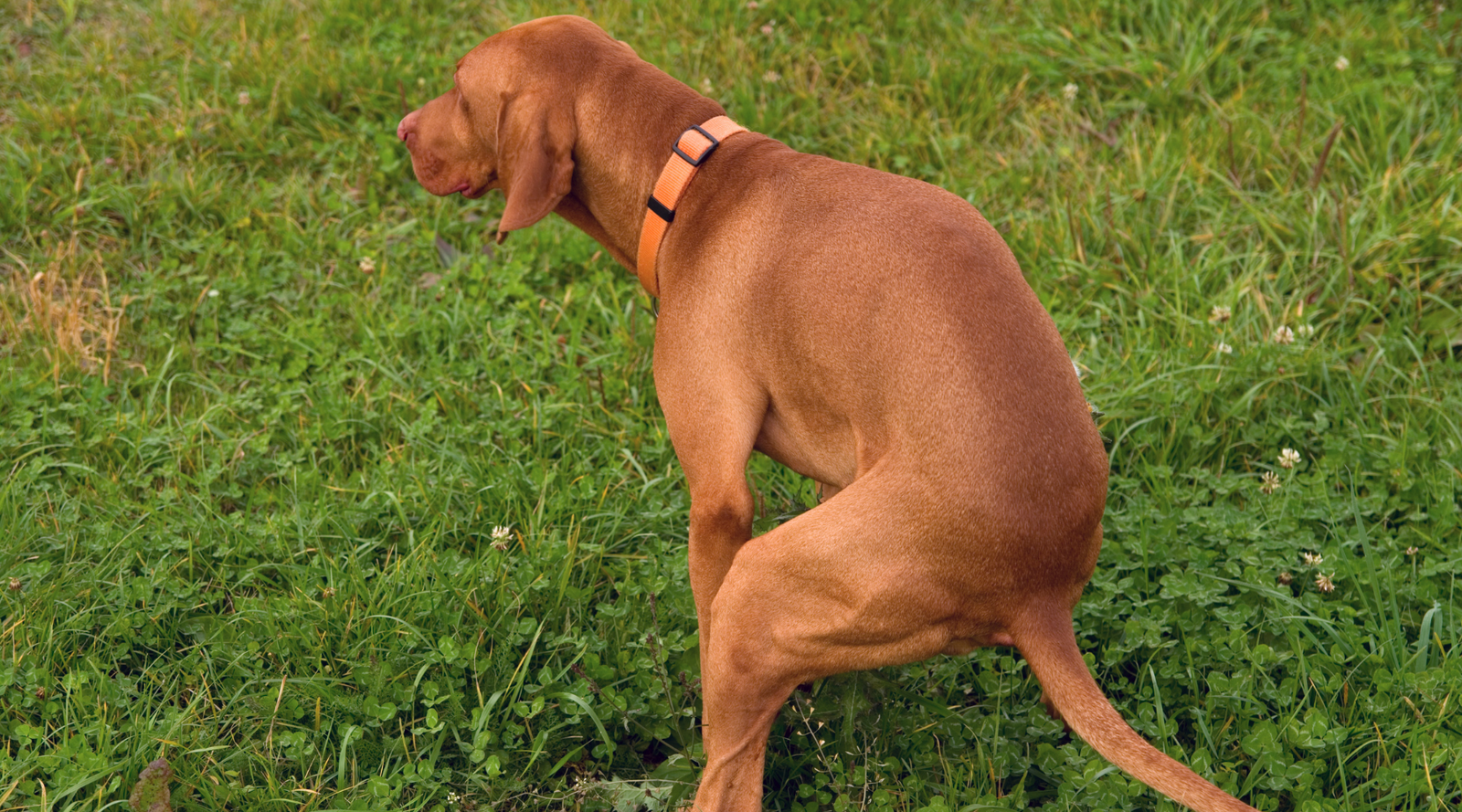 Why Saccharomyces Boulardii Is the Gut Hero Your Cat or Dog Needs