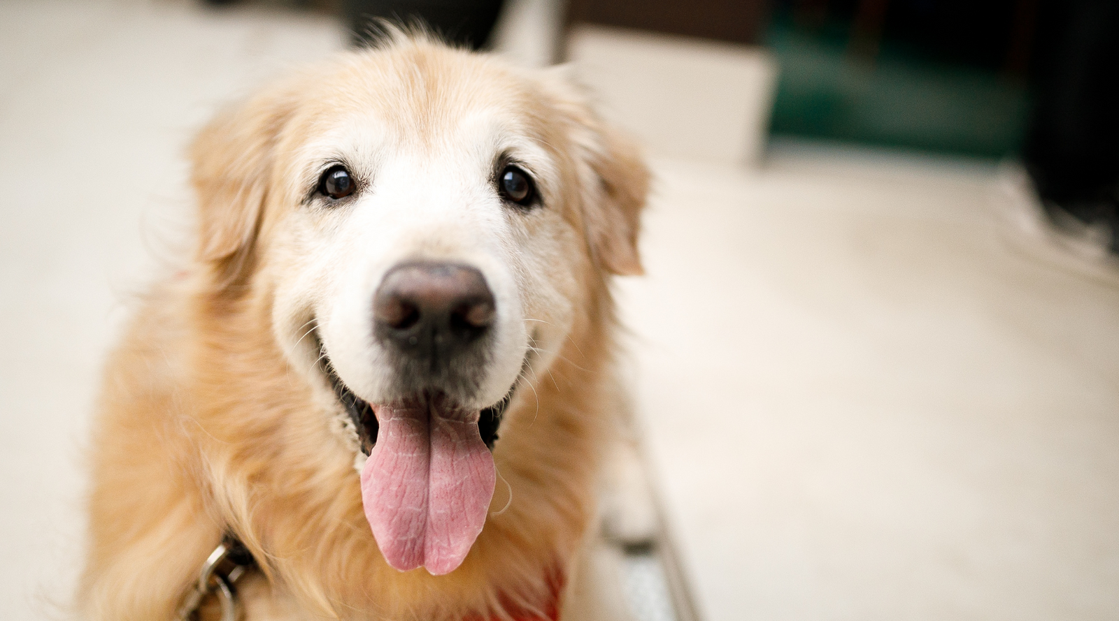 Aging Gracefully: The Ultimate Guide to Caring for Your Senior Dog