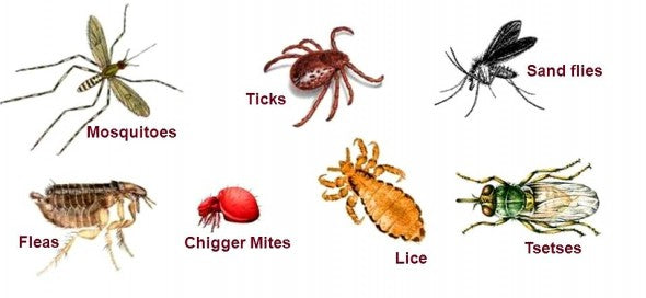 Pawsome Detox DErt - Food Grade Diatomaceous Earth 300g