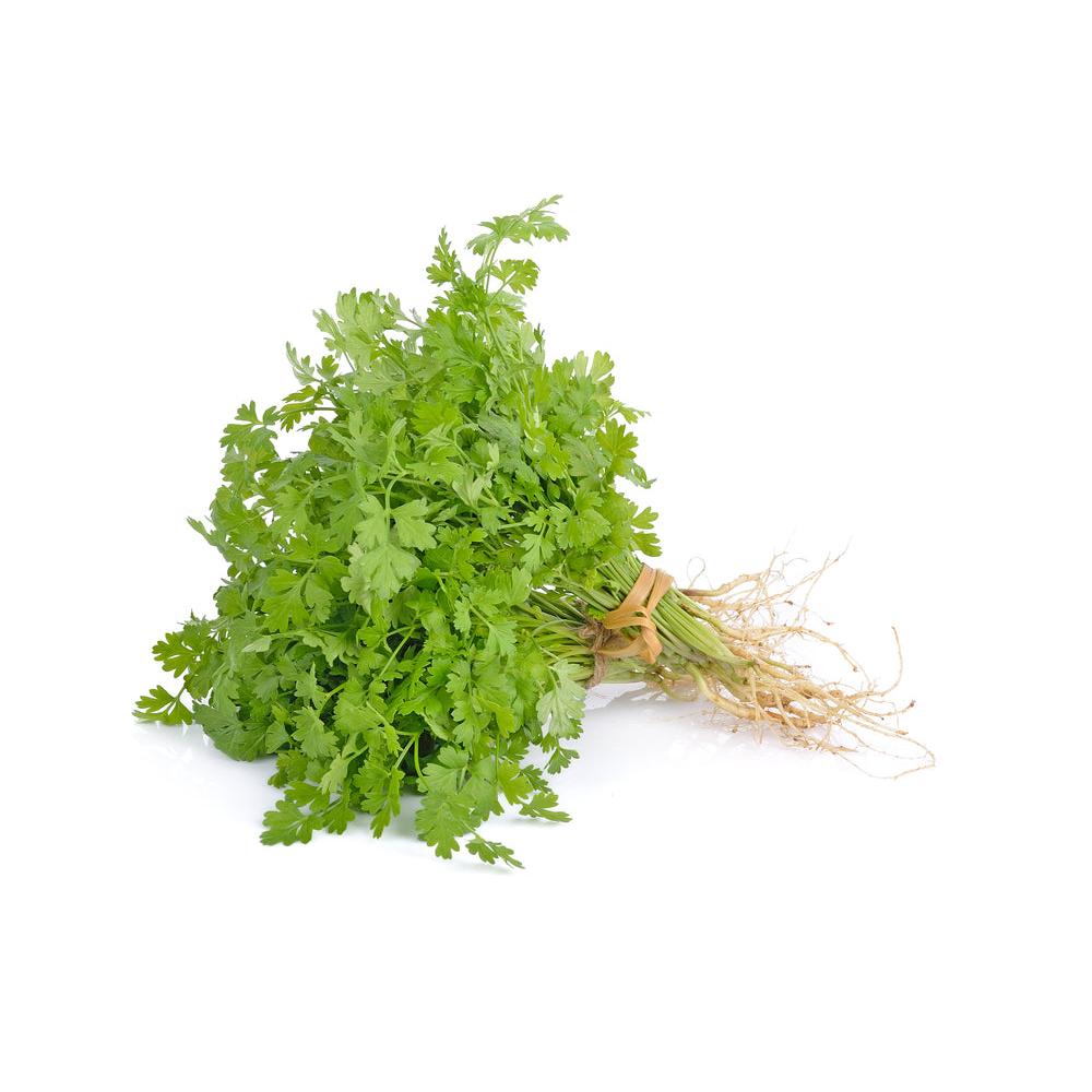 Organic Fresh Herb Coriander Bunch