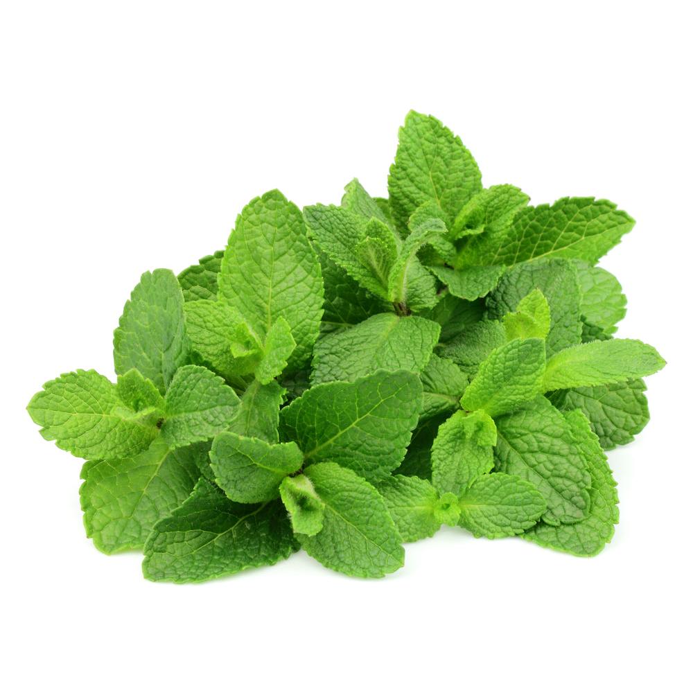Organic Fresh Herb Mint