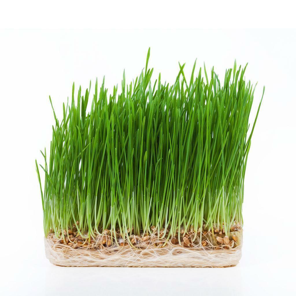 Organic Wheatgrass Punnet