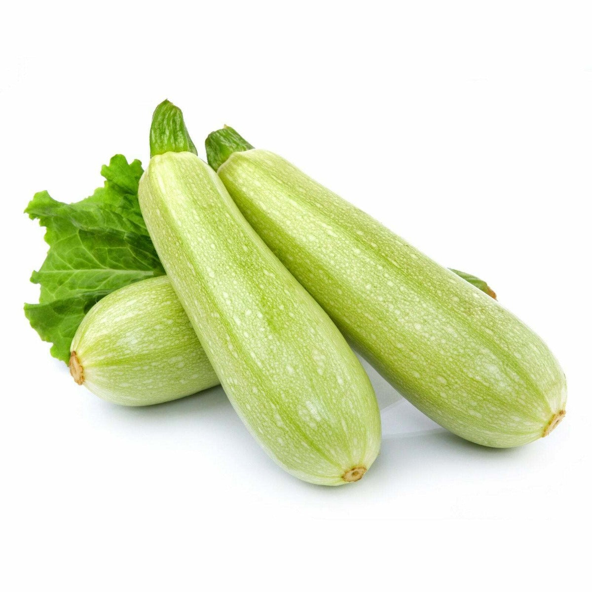 Organic Zucchini (Lebanese)