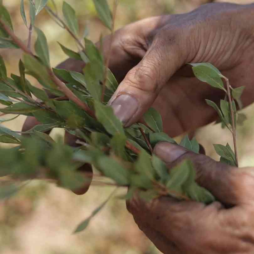 Roogenic Jilungin Dried 25g