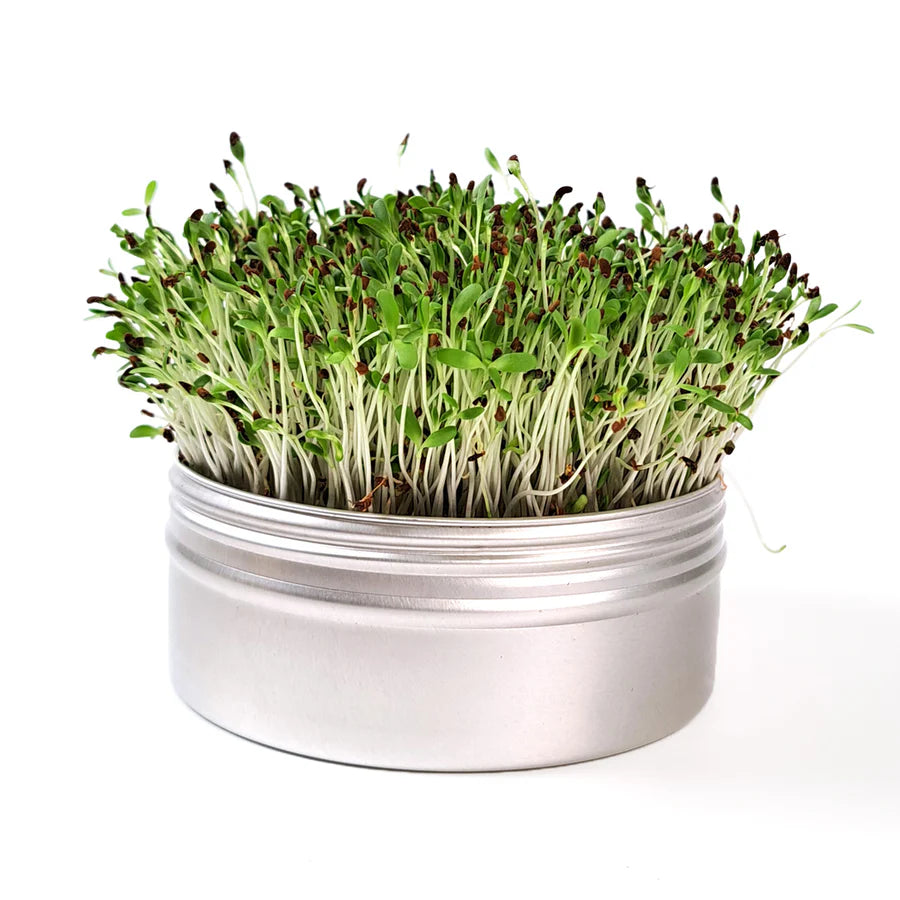 Untamed Health Mini Alfalfa Grow Kit