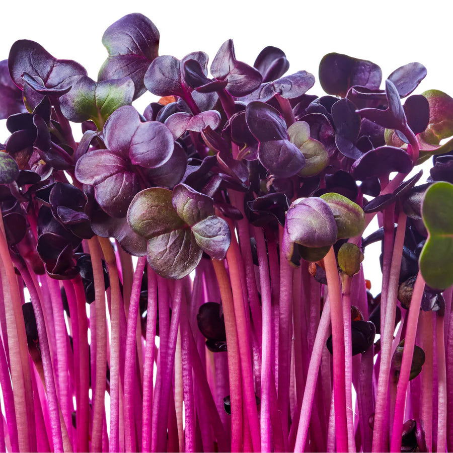 Untamed Health Mini Radish Grow Kit