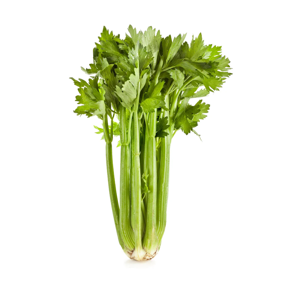 Organic Celery Whole Bunch