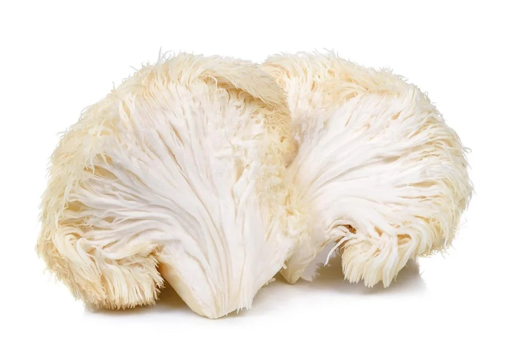 Mushroom Fungi Lions Mane 100g
