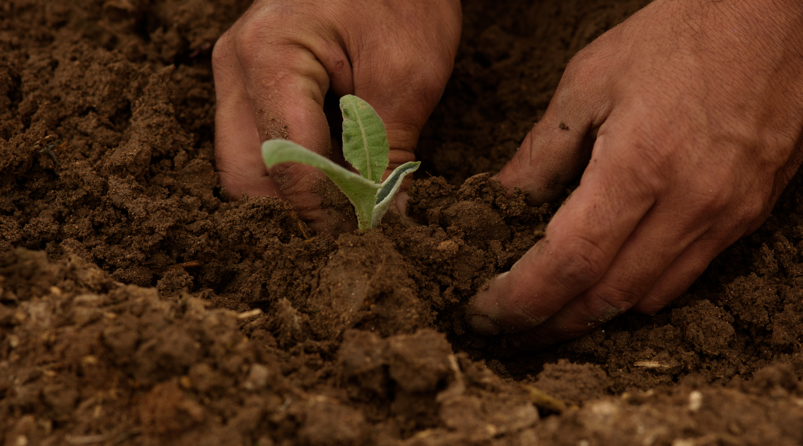 Regenerative & Biodynamic Farming: The Solution to PFAS Contamination and Soil Degradation
