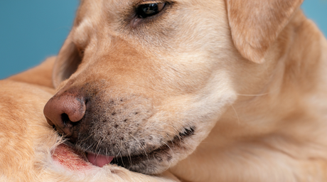 How to Spot Food Allergies in Cats and Dogs