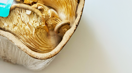 The Ultimate Guide to Mushrooms: Edible Varieties, Adaptogens & Safety Tips