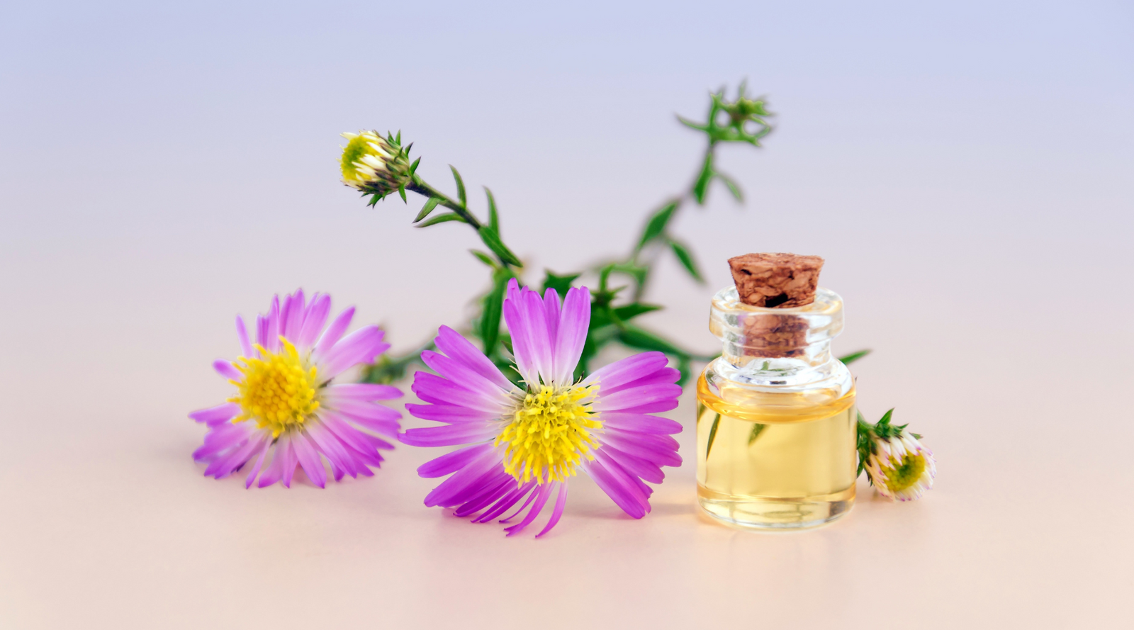 Essential Oils Toxic to Cats and Dogs