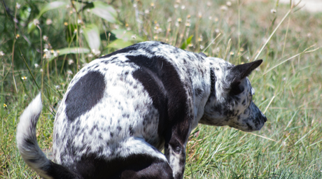 Why Saccharomyces Boulardii Is the Gut Hero Your Cat or Dog Needs