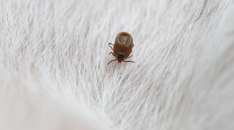 Tick Paralysis in Pets: What Every Pet Owner Needs to Know