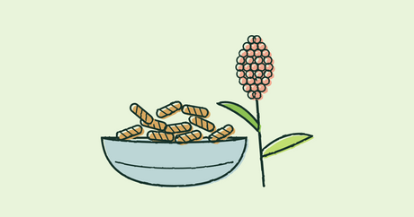 Illustration of a bowl of spiral pasta beside a sorghum stalk
