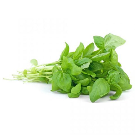 Organic Fresh Herb Basil Bunch