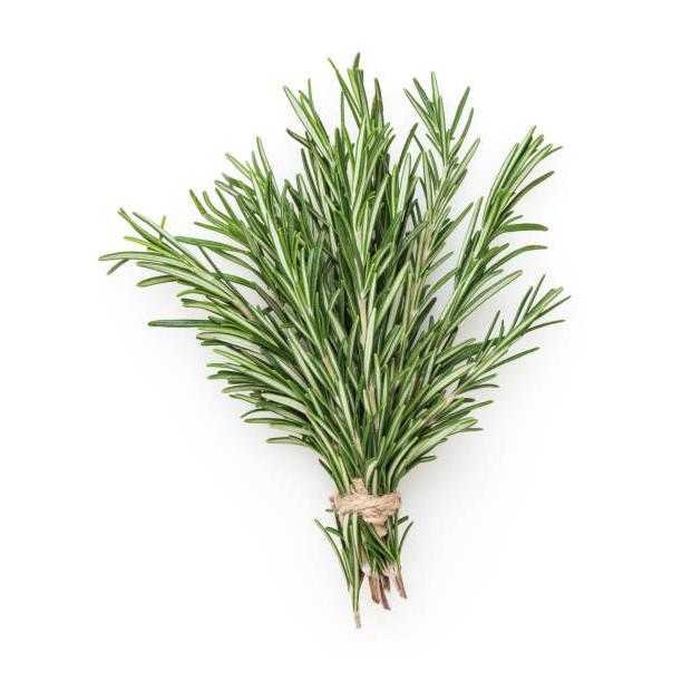 Organic Fresh Herb Rosemary Bunch
