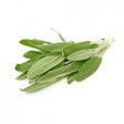 Organic Fresh Herb Sage Bunch
