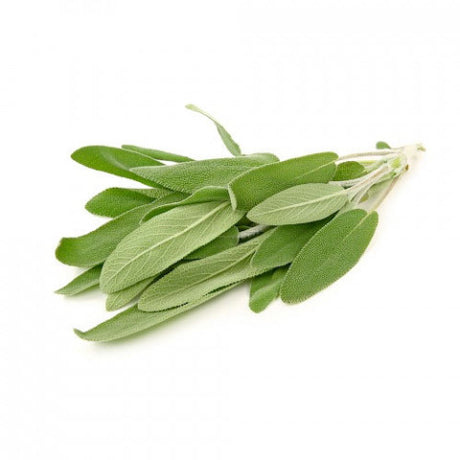 Organic Fresh Herb Sage Bunch