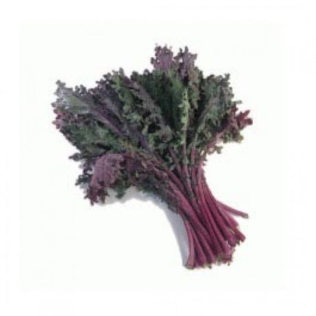 Organic Kale (Red) Bunch