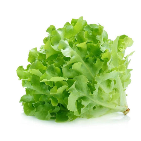 Organic Green Oak Lettuce Each