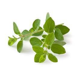 Organic Fresh Herb Oregano
