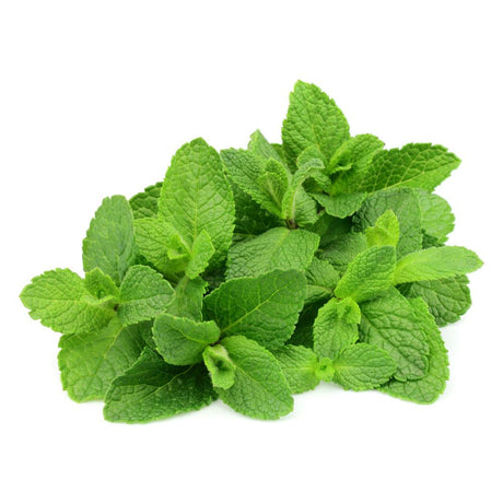 Organic Fresh Herb Mint