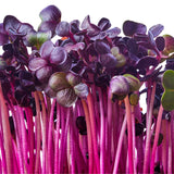 Untamed Health Mini Radish Grow Kit