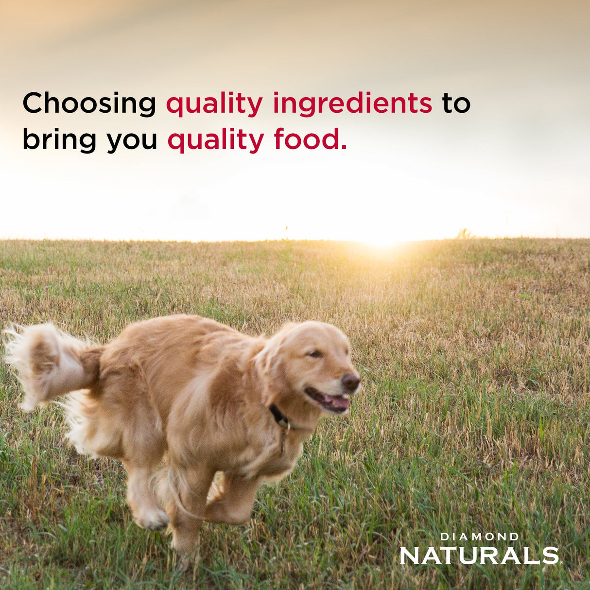 Diamond Naturals Chicken & Rice Small & Medium Breed Puppy Dry Dog Food2kg