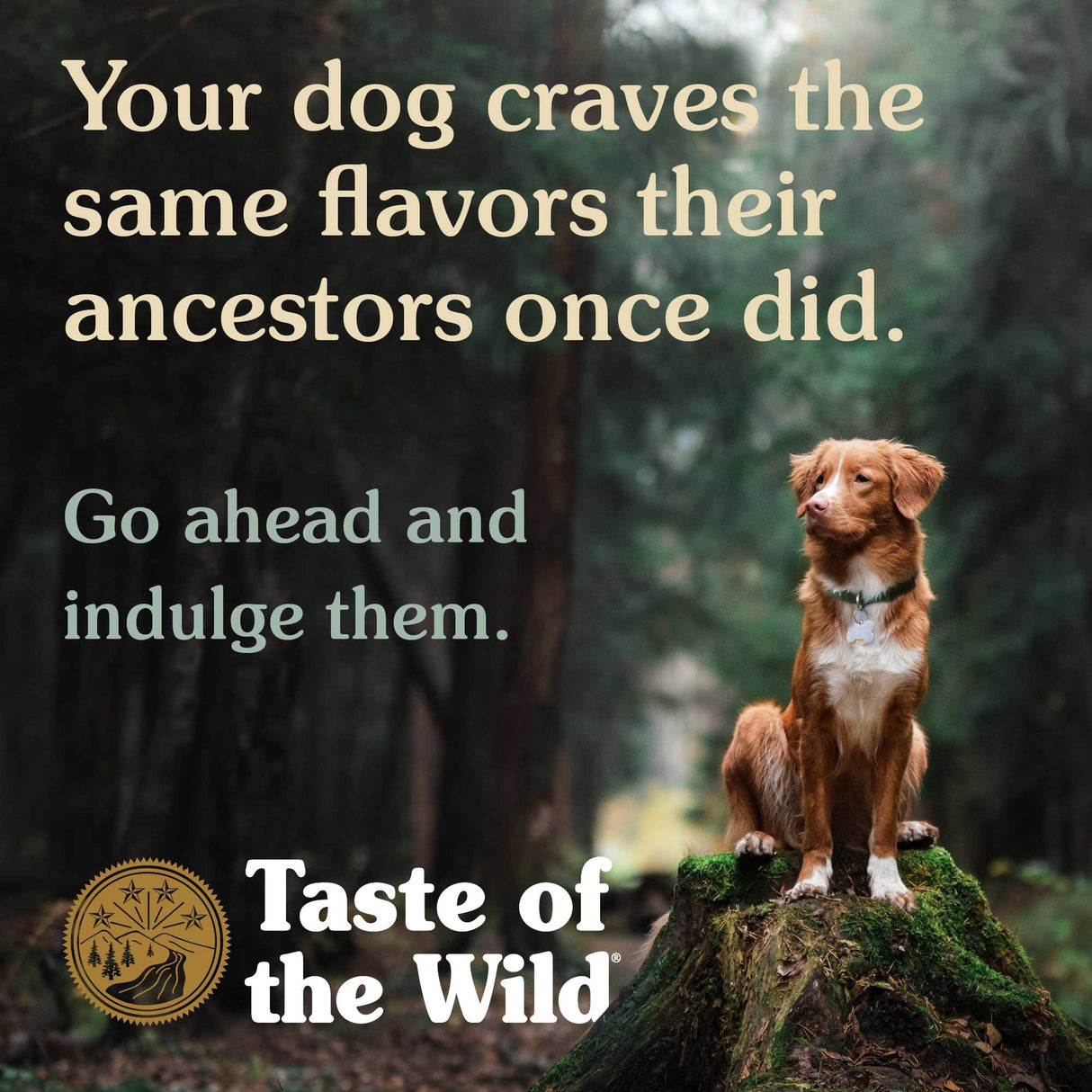 Taste of the Wild Pacific Stream Salmon in Gravy Wet Adult Dog Food 390g